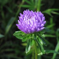 Astro della Cina (Callistephus chinensis) biologico semi