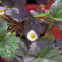 Fragola alpina (Fragaria vesca var. semperflorens) biologica semi
