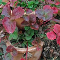 Fragola alpina (Fragaria vesca var. semperflorens) biologica semi