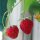 Fragola alpina (Fragaria vesca var. semperflorens) biologica semi