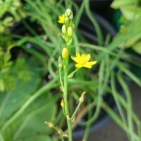 Bulbinella gialla/ Fiore di serpente (Bulbine frutescens)...