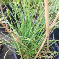 Bulbinella gialla/ Fiore di serpente (Bulbine frutescens) biologico semi