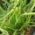 Bulbinella gialla/ Fiore di serpente (Bulbine frutescens) biologico semi
