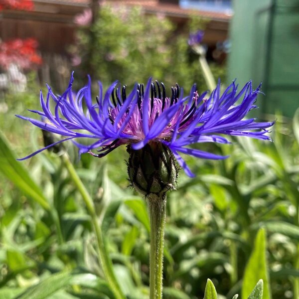 Fiordaliso montano (Centaurea montana) biologico semi