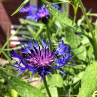 Fiordaliso montano (Centaurea montana) biologico semi