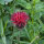 Dark Purple Knapweed (Centaurea purpurea) organic semi