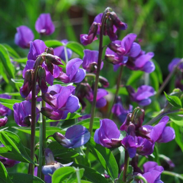 Cicerchia primaticcia (Lathyrus vernus)  semi