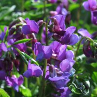 Cicerchia primaticcia (Lathyrus vernus)  semi