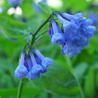 Campanule della Virginia (Mertensia virginica) semi