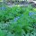 Campanule della Virginia (Mertensia virginica) semi