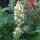 Erba gattaria limone (Nepata cataria ssp. citriodora) biologica semi