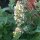 Erba gatta citriodora (Nepata cataria ssp. citriodora) semi biologici