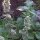 Erba gatta citriodora (Nepata cataria ssp. citriodora) semi biologici