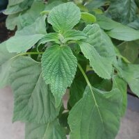 Chia (Salvia hispanica) biologica semi