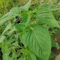 Chia (Salvia hispanica) biologica