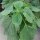 Chia (Salvia hispanica) biologica semi