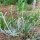 Stregonia siciliana (Sideritis syriaca) biologica semi