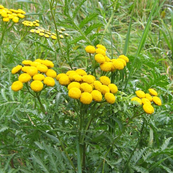 Tanaceto (Tanacetum vulgare) semi biologici