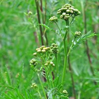 Tanaceto (Tanacetum vulgare) biologico semi