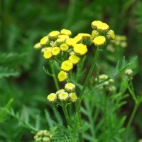 Tanaceto (Tanacetum vulgare) semi biologici