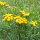 Tanaceto (Tanacetum vulgare) semi biologici