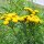 Tanaceto (Tanacetum vulgare) semi biologici