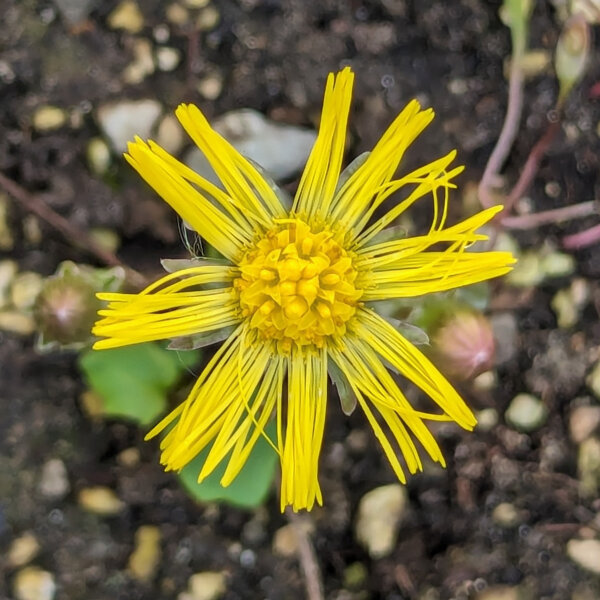 Tossilaggine comune (Tussilago farfara) biologica semi