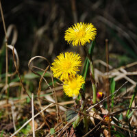 Tossilaggine comune (Tussilago farfara) biologica semi