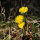 Tossilaggine comune (Tussilago farfara) biologica semi