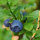 Mirtillo nero (Vaccinium myrtillus) biologico semi