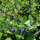Mirtillo nero (Vaccinium myrtillus) biologico semi