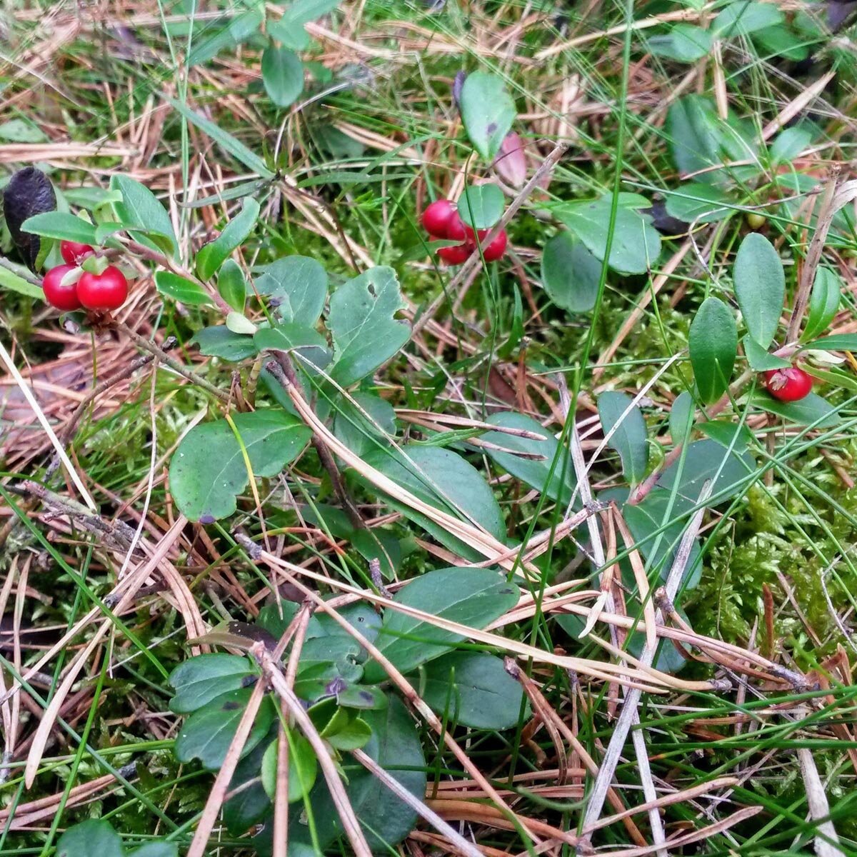 European Cranberry Plant Vaccinium Vitis-idaea Lingonberry - Foto 9