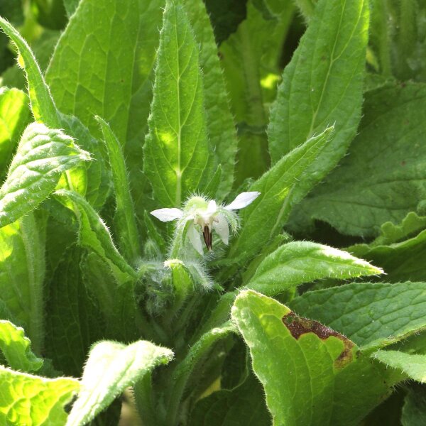 Borragine bianca Alba (Borago officinalis) biologica semi