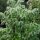 Borragine bianca Alba (Borago officinalis) biologica semi