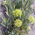 Finocchio marino (Crithmum maritimum) semi