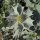 Eringio marino (Eryngium maritimum) semi biologici