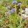 Vedovella dei prati (Globularia punctata) semi