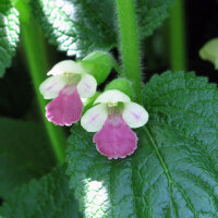 Erba limona comune (Melittis melissophyllum) semi