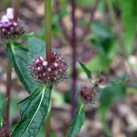 Phlomoides tuberosa (Phlomoides tuberosa) semi