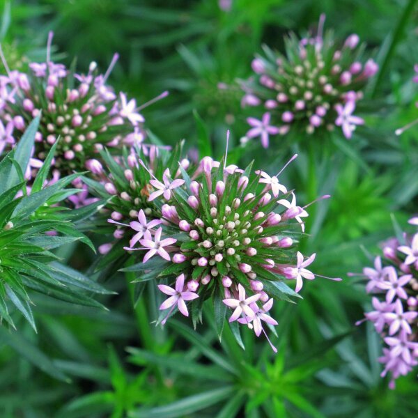 Crucianella (Phuopsis stylosa) semi