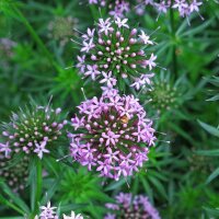 Crucianella (Phuopsis stylosa) semi