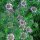 Crucianella (Phuopsis stylosa) semi