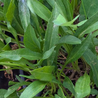 Astro di mare (Tripolium pannonicum) semi