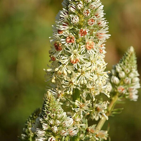 Reseda alba (Reseda alba) biologica semi