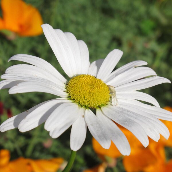 Margherita diploide (Leucanthemum vulgare) biologico semi