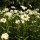 Margherita diploide (Leucanthemum vulgare) biologico semi