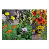 Fiori selvatici per il giardino della prateria (bio) - Set regalo di semi