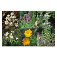 Tradizionali piante medicinali locali (bio) - Set regalo di semi