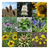 Prato di fiori selvatici che offrono nutrimento agli uccelli (bio) - Set regalo di semi