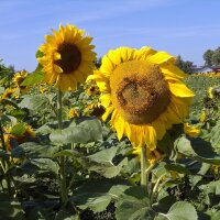 Girasole (Helianthus annuus) bio